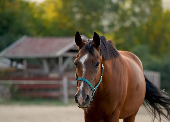 Carpe Diem Vendeghaz