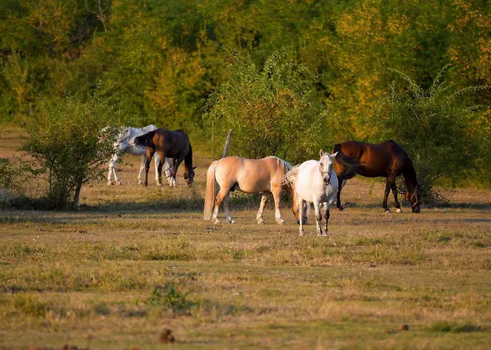 Carpe Diem Vendeghaz Cserepfalu