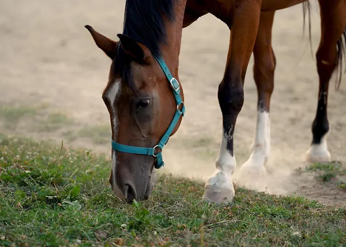 Carpe Diem Vendeghaz